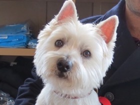 Gus Westie